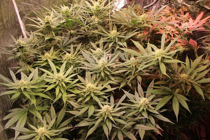 Growreport Bild 3