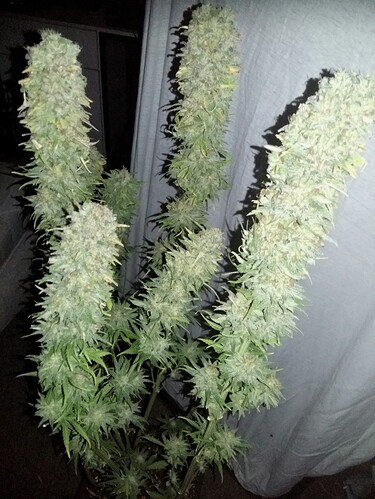 Growreport Bild 8