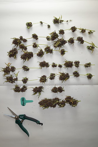 Growreport Bild 2