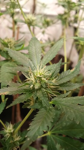 Growreport Bild 34