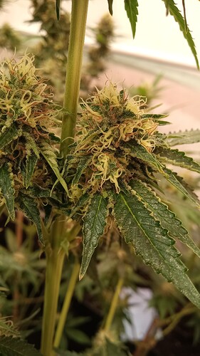 Growreport Bild 7