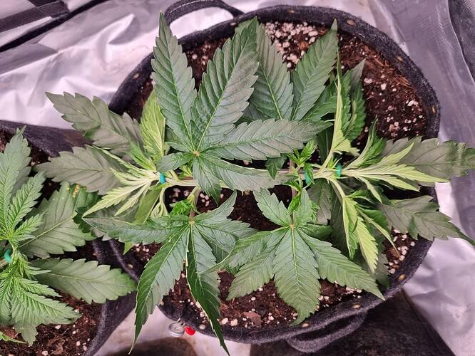 Growreport Bild 12