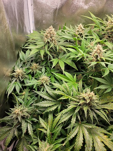 Growreport Bild 8