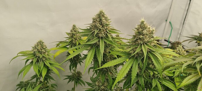 Growreport Bild 19