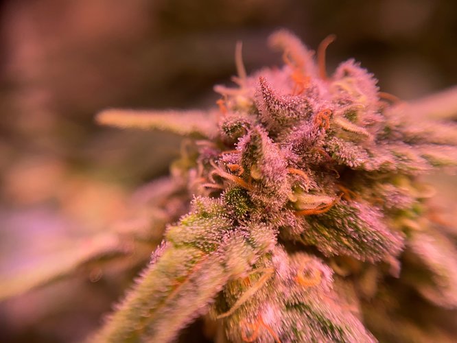 Growreport Bild 1