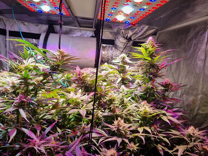 Growreport Bild 46