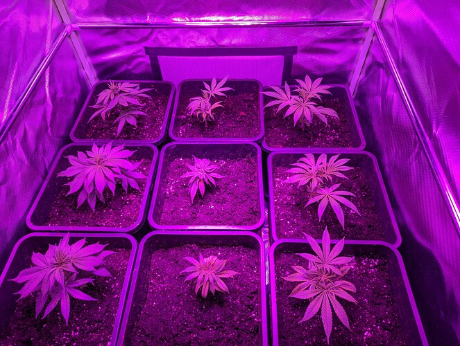 Growreport Bild 4
