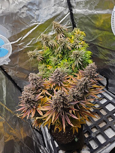 Growreport Bild 30