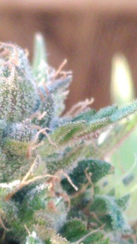 Growreport Bild 4