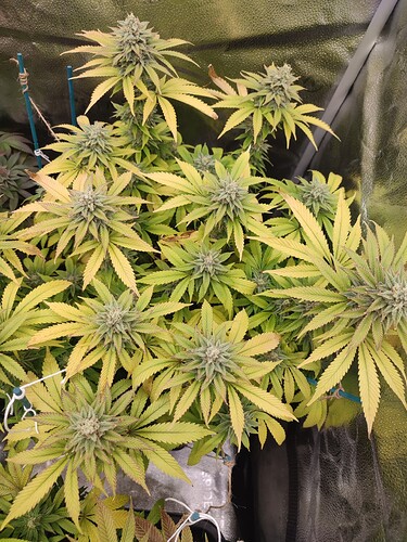 Growreport Bild 3
