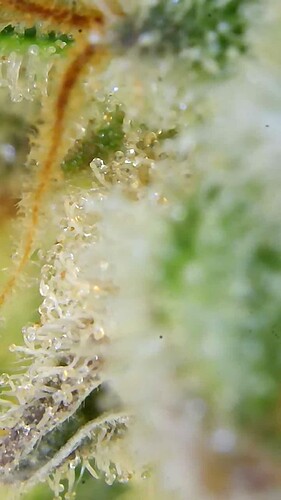 Growreport Bild 29