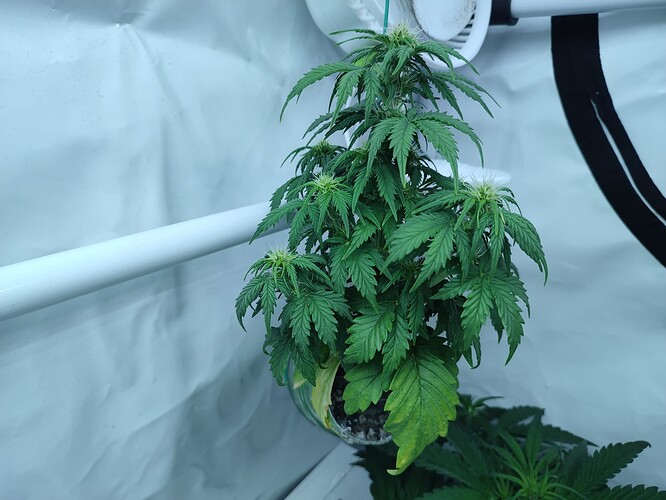 Growreport Bild 37