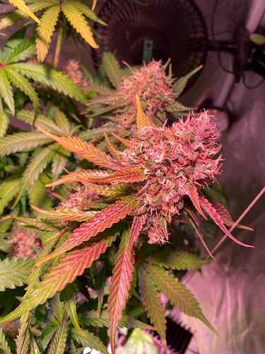 Growreport Bild 62
