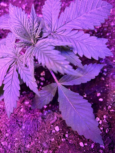 Growreport Bild 3