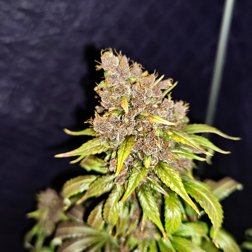 Growreport Bild 48