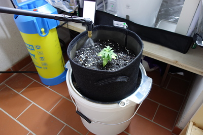 Ein kleiner Cannabiskeimling in einem schwarzen Stofftopf, der in einem weißen Eimer steht. Eine Sprühflasche sprüht Wasser auf die Pflanze.