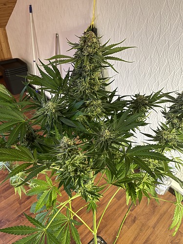 Growreport Bild 16
