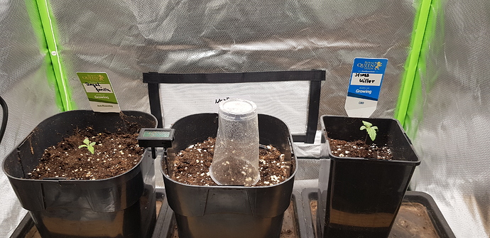 Growreport Bild 2