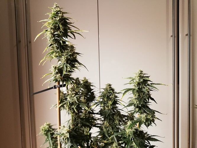 GG#1_231231-3