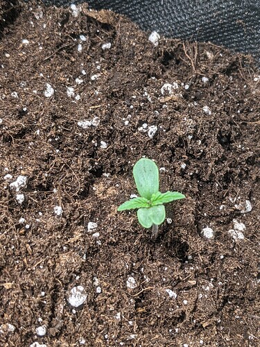 Growreport Bild 9