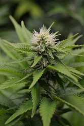 Growreport Bild 7