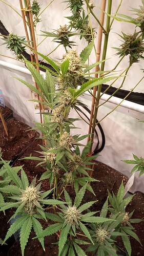 Growreport Bild 29