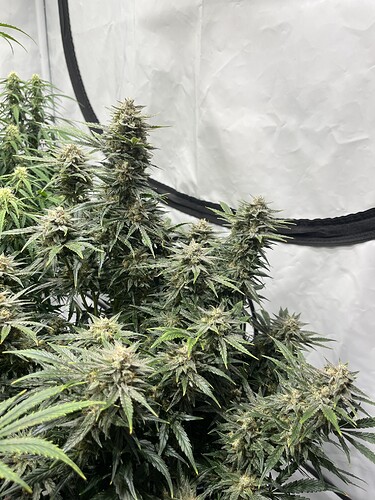 Growreport Bild 7