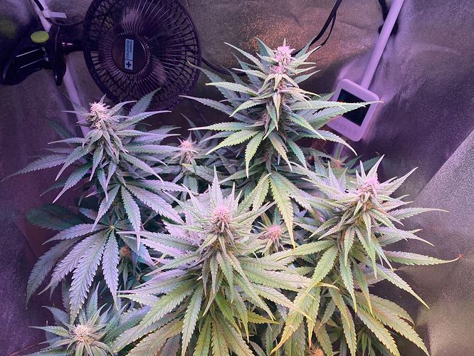 Growreport Bild 15