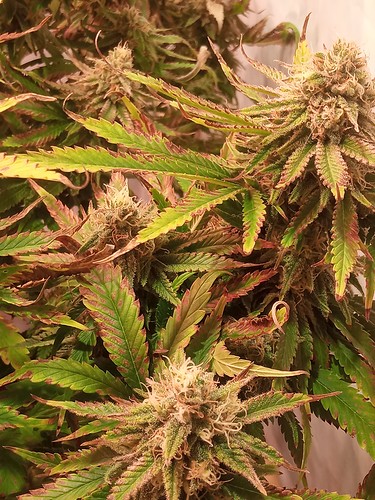 Growreport Bild 36