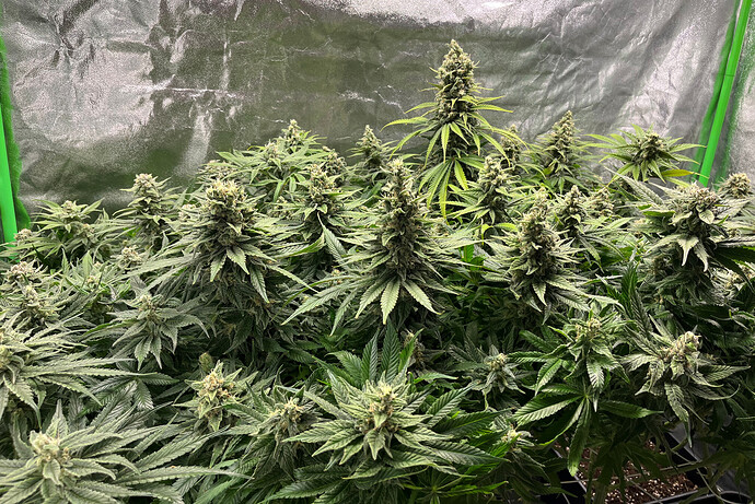 Growreport Bild 2