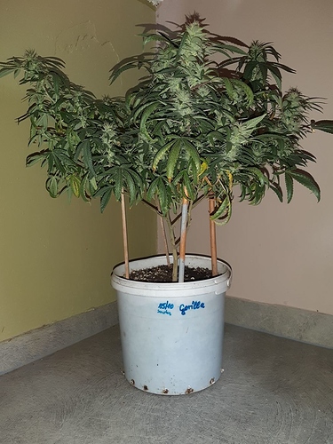 Growreport Bild 1