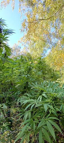 Growreport Bild 7