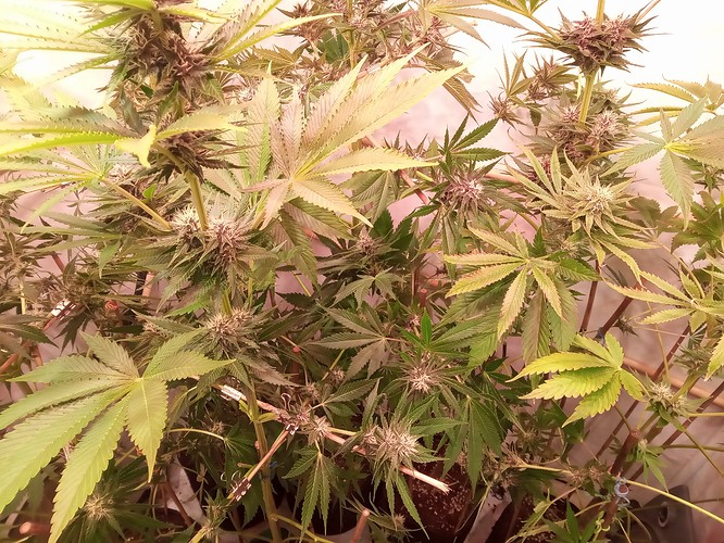 Growreport Bild 32
