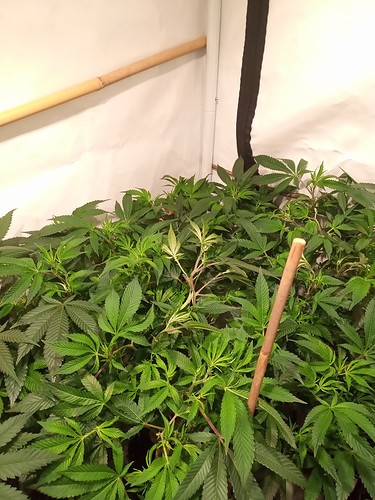 Growreport Bild 49