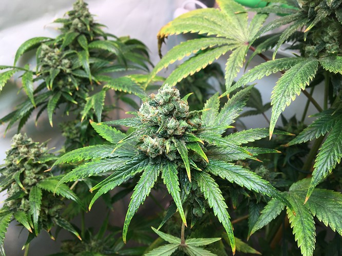 Growreport Bild 12