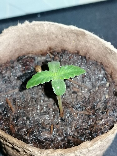 Growreport Bild 8