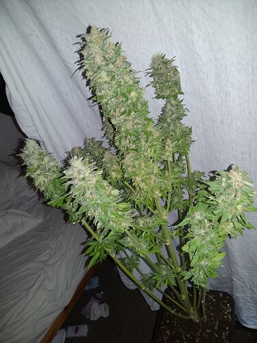 Growreport Bild 29