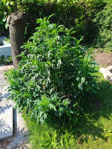 Growreport Bild 5