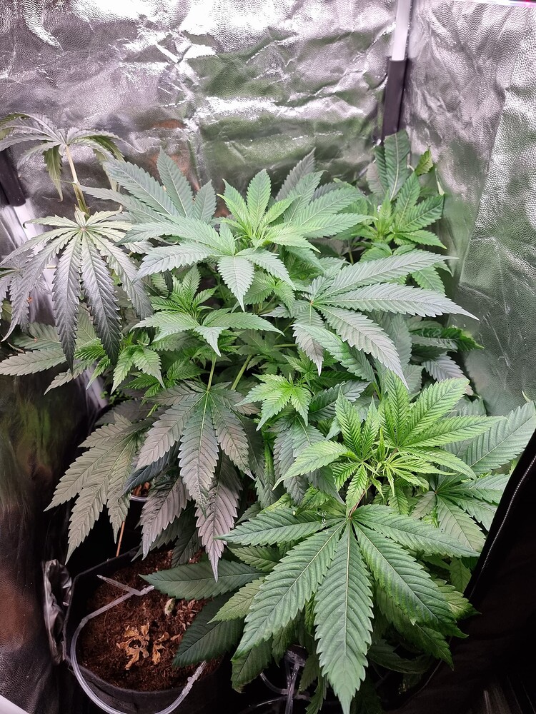 Mein erster Grow und gleich Kokos + unkonventionell