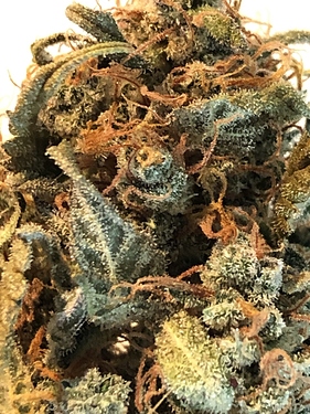 Growreport Bild 51