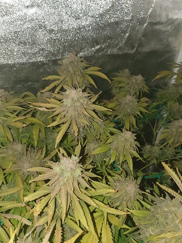 Growreport Bild 27