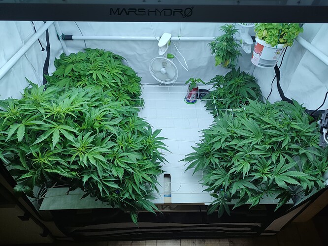 Growreport Bild 39