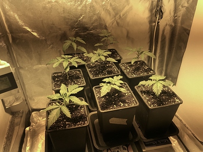 Growreport Bild 2