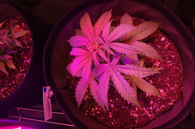 Eine junge Cannabispflanze in einem Stofftopf unter pinker Grow-Beleuchtung. Die Pflanze hat mehrere Blätter und befindet sich in der Sämlingsphase.