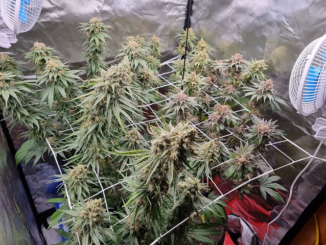 Growreport Bild 22