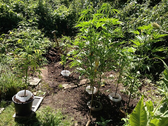 Growreport Bild 2