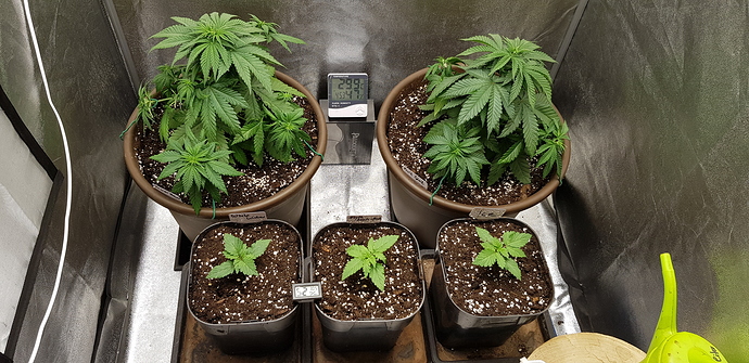 Growreport Bild 2