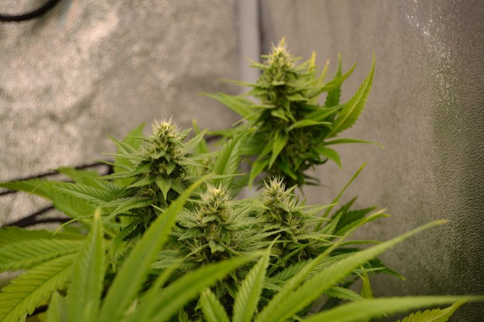 Growreport Bild 6