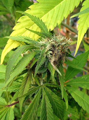 Growreport Bild 23