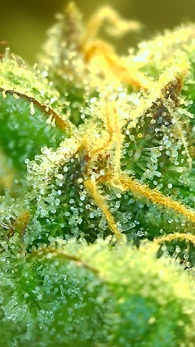 Growreport Bild 6